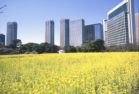 花のある風景